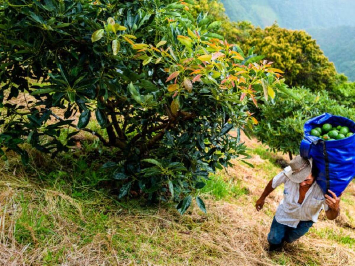 El mal uso de los fungicidas puede ser letal. Úselos con cuidado