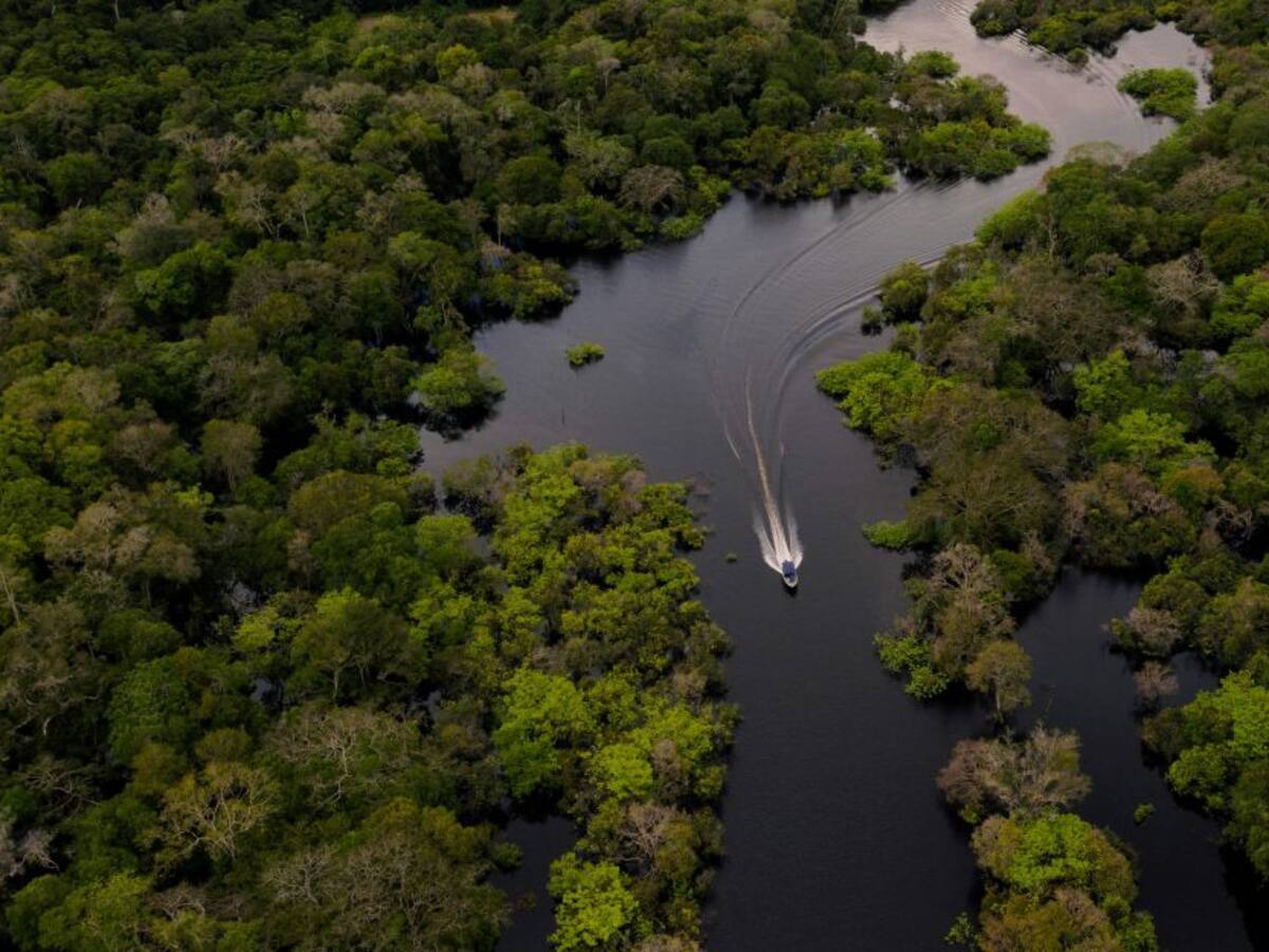 Reino Unido donó $288.000 millones para conservar bosques tropicales