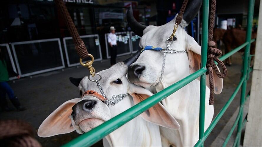 Adicionalmente se manifestó por parte del gobierno que se aplicara la extinción de dominio a quienes se les encuentra ingresando animales por contrabando al igual a quienes adquieran ese tipo de cabezas de ganado. Foto: Colprensa
