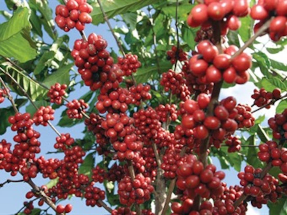 Pese a la crisis, la producción de café en octubre se mantuvo estable