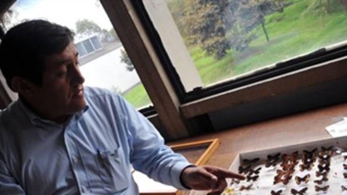 Descubren dos nuevas especies de mariposas en Cundinamarca