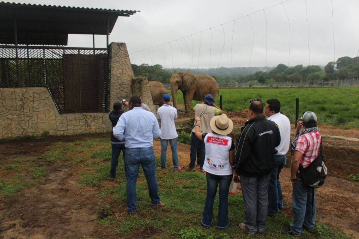Inmediatamente los elefantes ya residentes en el parque temático sintieron la curiosidad de ver al nuevo integrante de la familia, quien todavía no será integrado, por su seguridad.