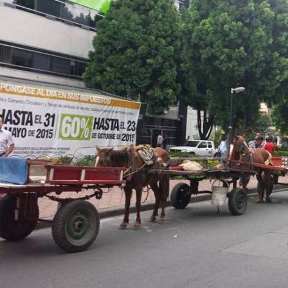 Gobierno estaría trabajando con municipios para erradicar el uso de animales en transporte