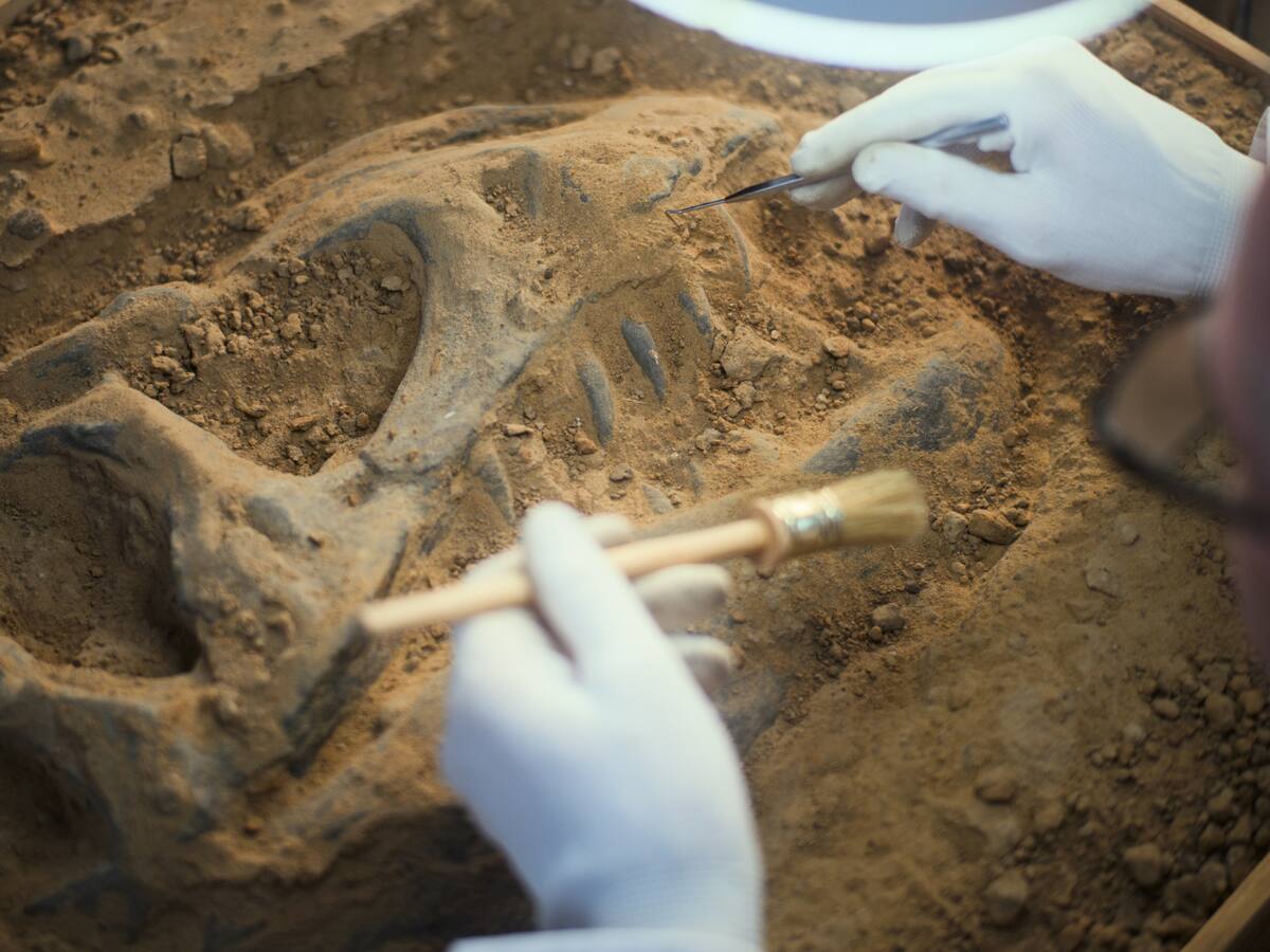 Encuentran colágeno en fósiles de dinosaurios tras 70 millones de años: ¿Por qué es relevante?