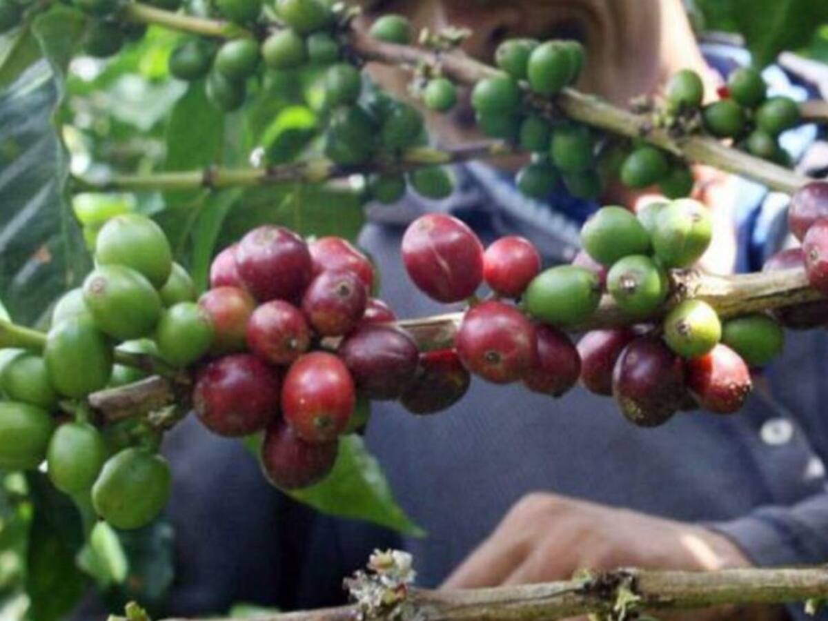 Afectación del valor del café en bolsa de New York por guerra en Ucrania