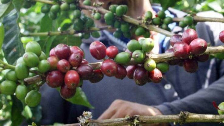 Presidente Comité de Cafeteros, Fabián Torres