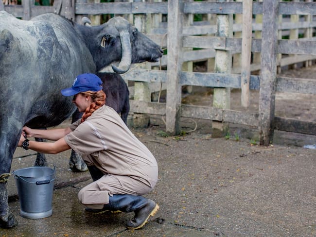 Carne y leche de búfalos se abren espacio en Colombia