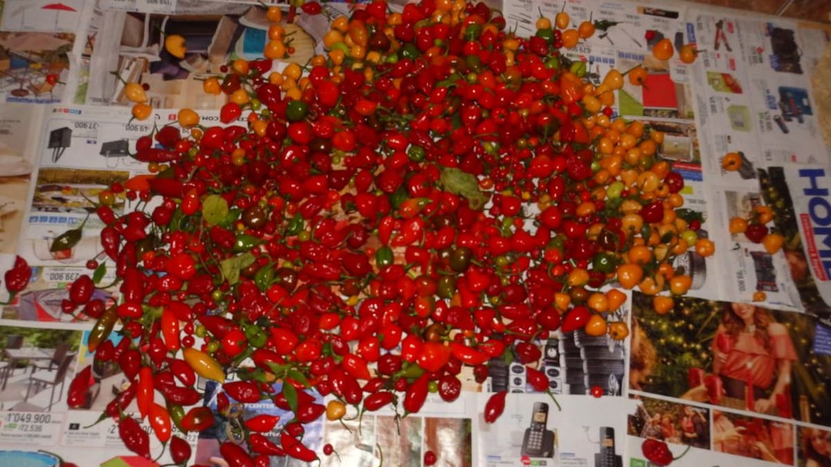 Ají habanero, más resistente a las plagas y alteraciones climáticas