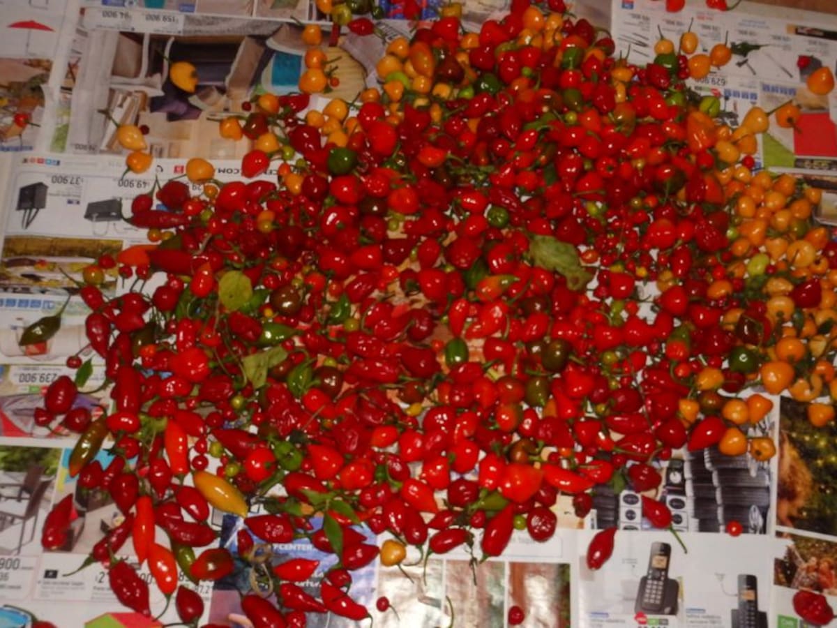 Ají habanero, pica fuerte y resiste las alteraciones del clima y las plagas