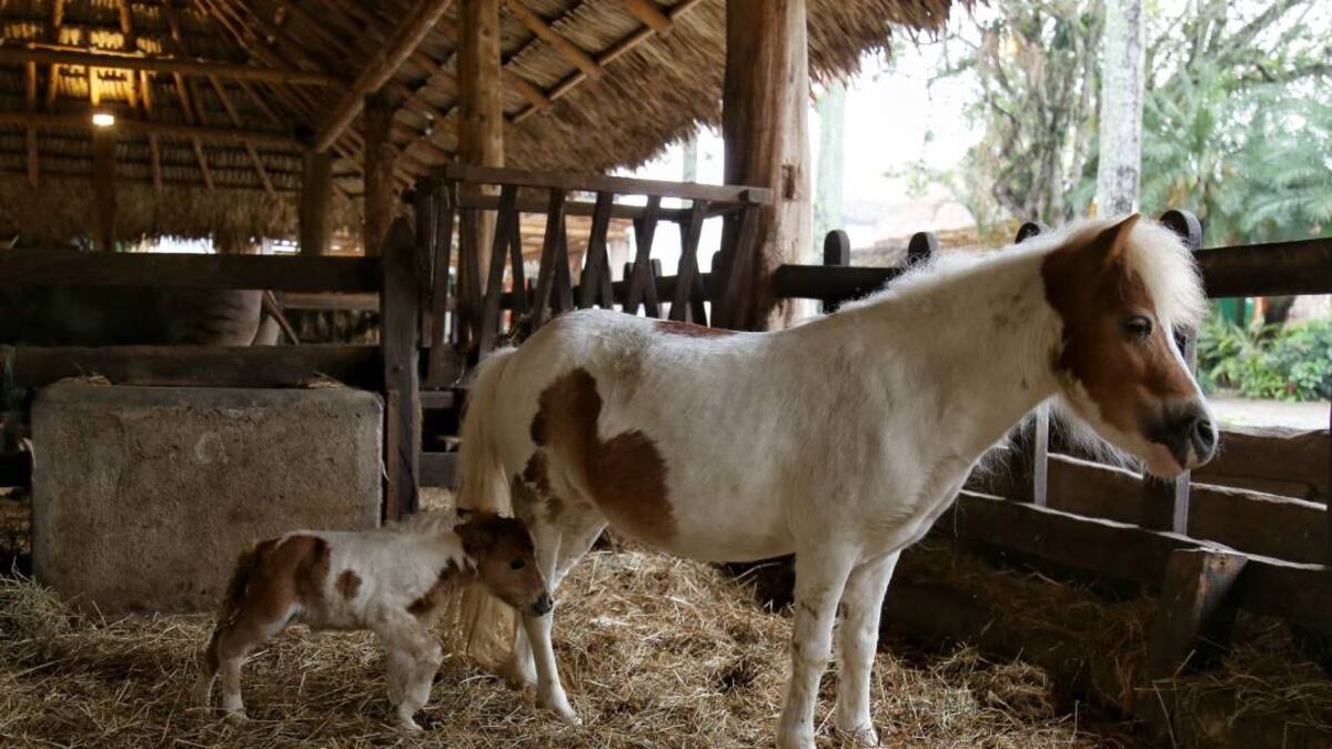 Personas con discapacidad en Bogotá podrán acceder a tratamientos de equinoterapia
