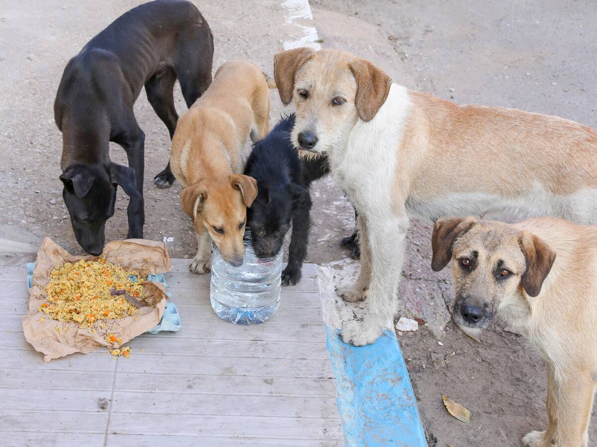 Senadora denuncia falta de personal para atender urgencias veterinarias en Bogotá
