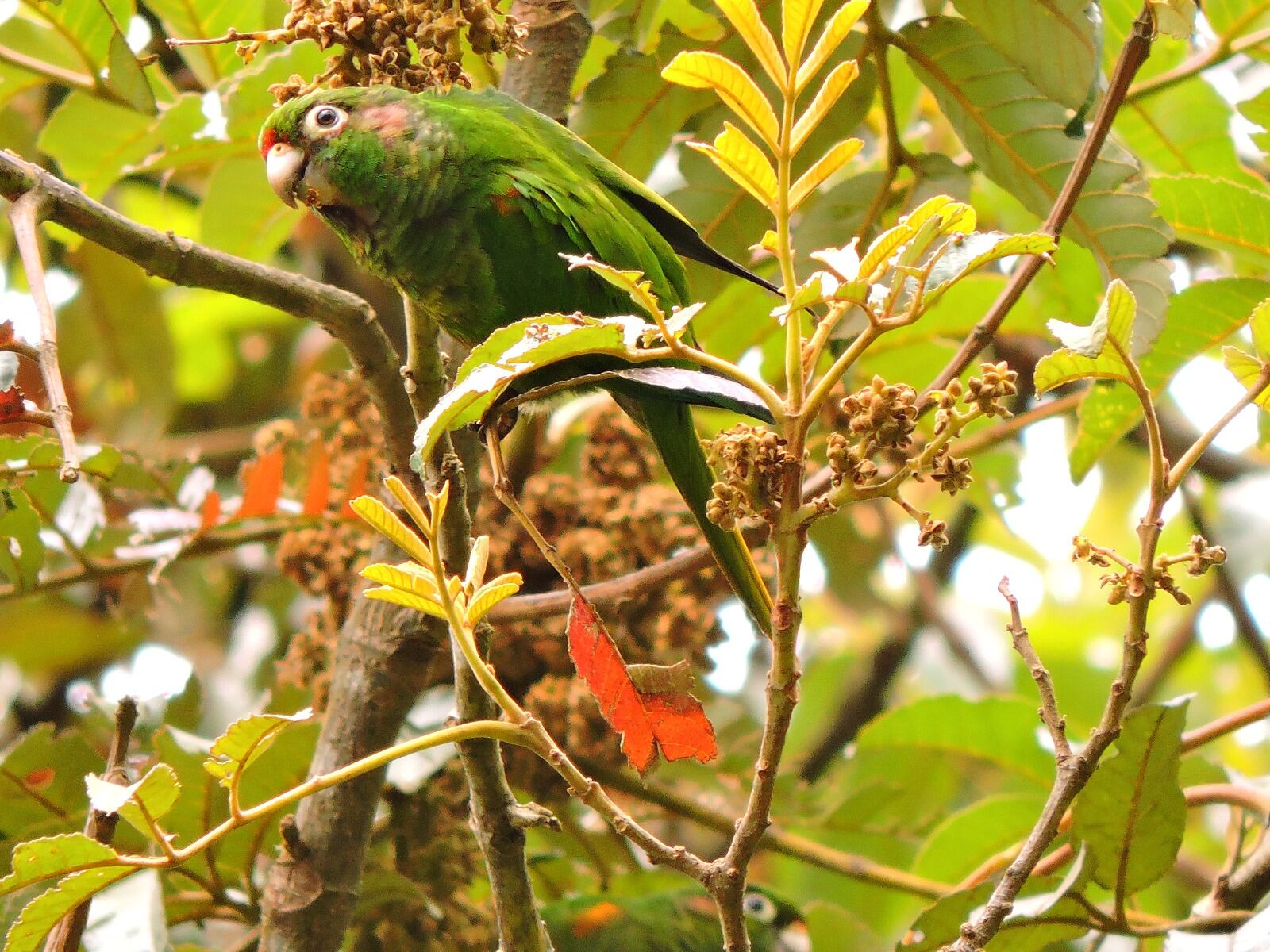 ‘Cotorra Serrana’ de la Sierra Nevada de Santa Marta