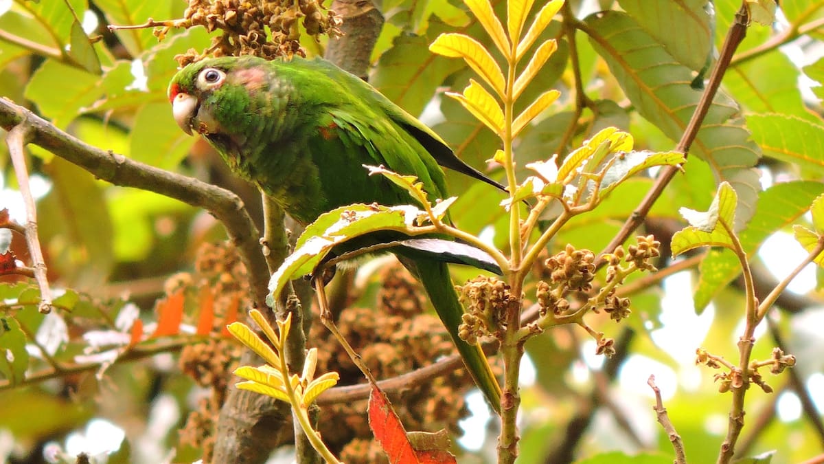 Realizan primer taller para construir el plan de manejo de loros y guacamayas en el Magdalena