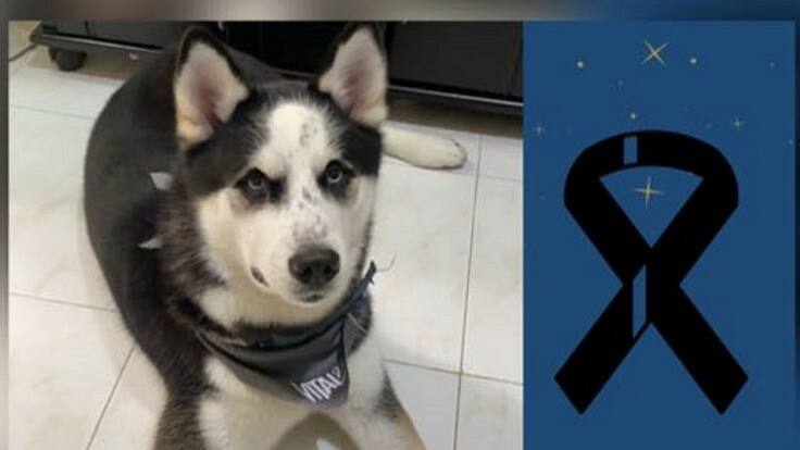 Informe denuncia perro