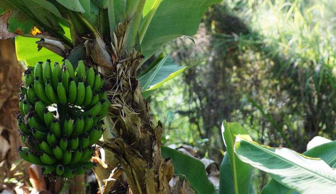 Cultivos de plátano