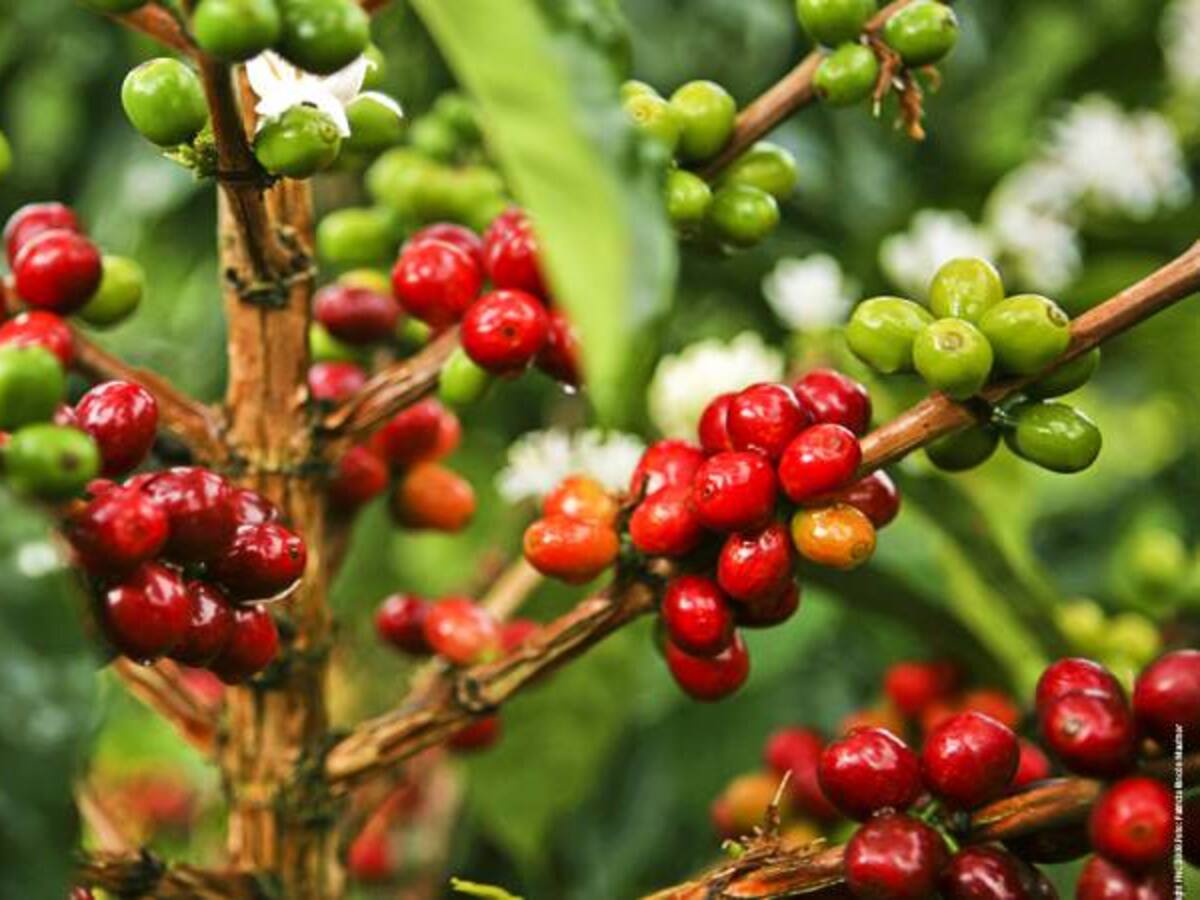 Aumenta la aparición de broca en el café producto de las lluvias