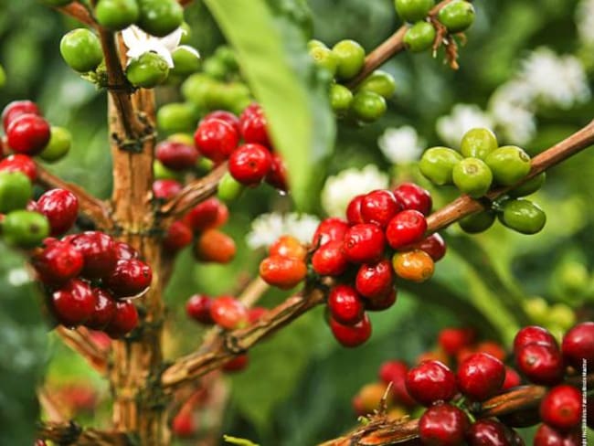 Aumenta la aparición de broca en el café producto de las lluvias