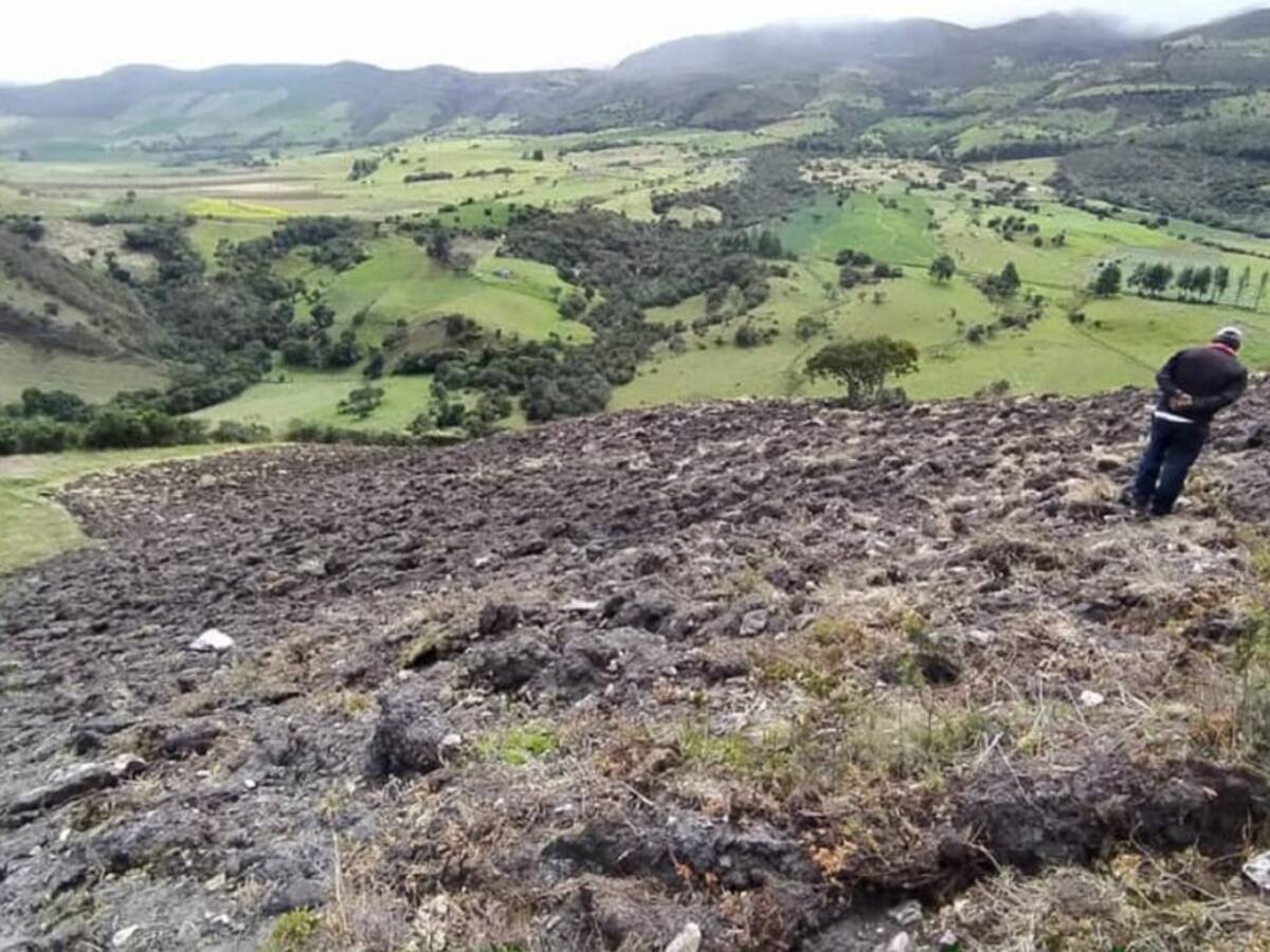 Destruyeron varios frailejones en el Páramo del Almorzadero
