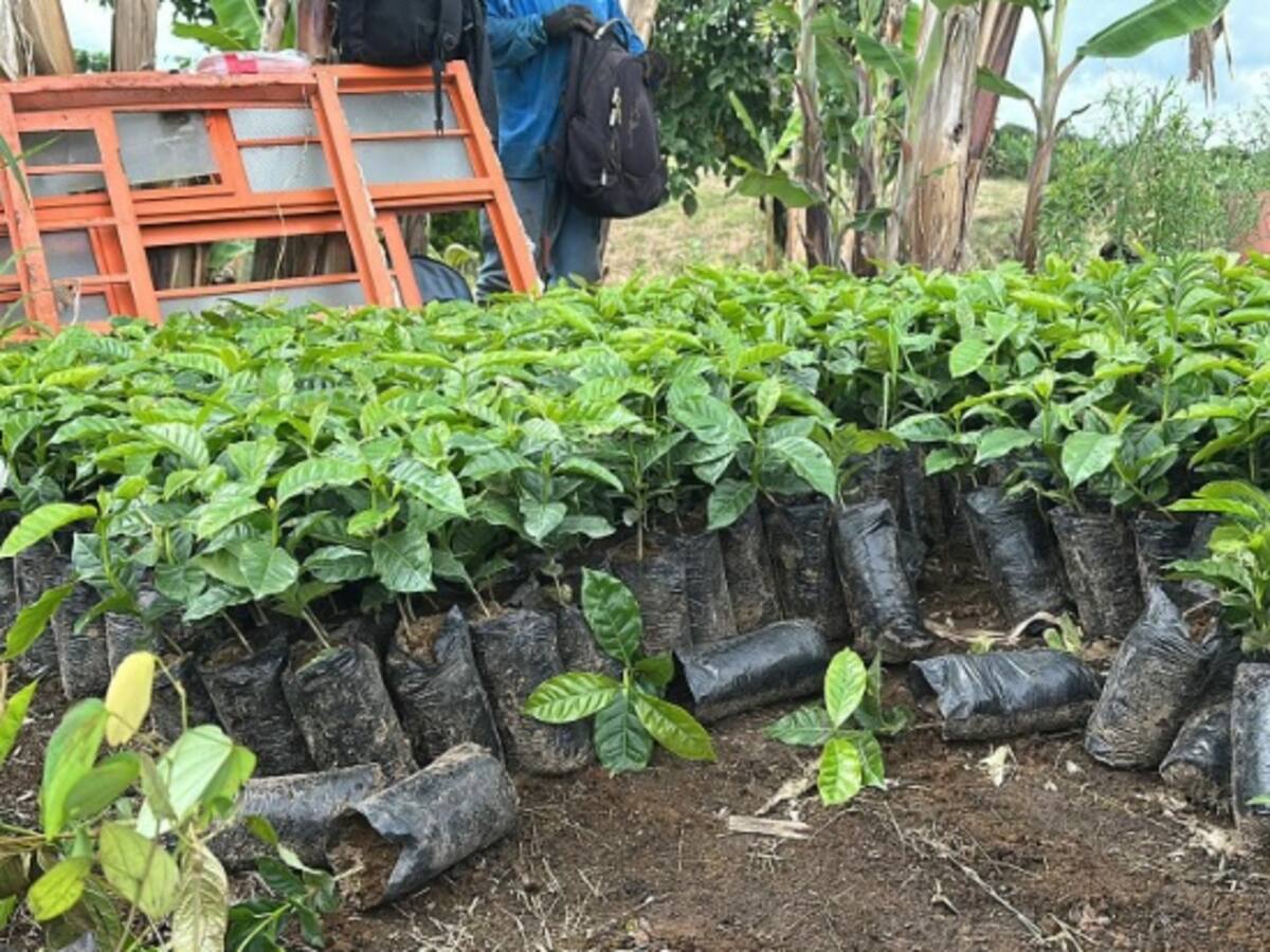 En el Quindío fortalecen la restauración ecológica ante la llegada del Fenómeno de El Niño