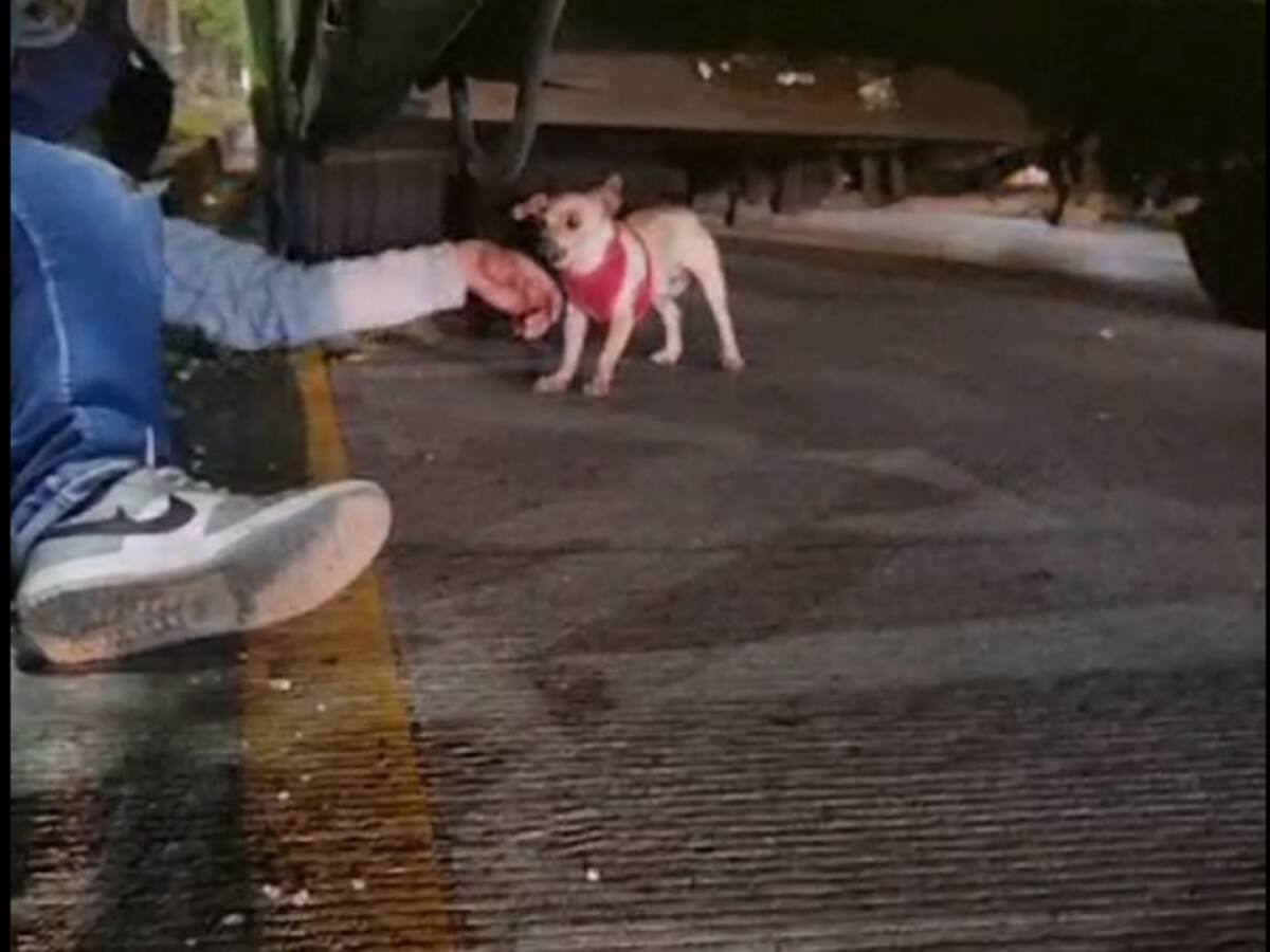 Tremendo trancón vehicular por culpa de un perro