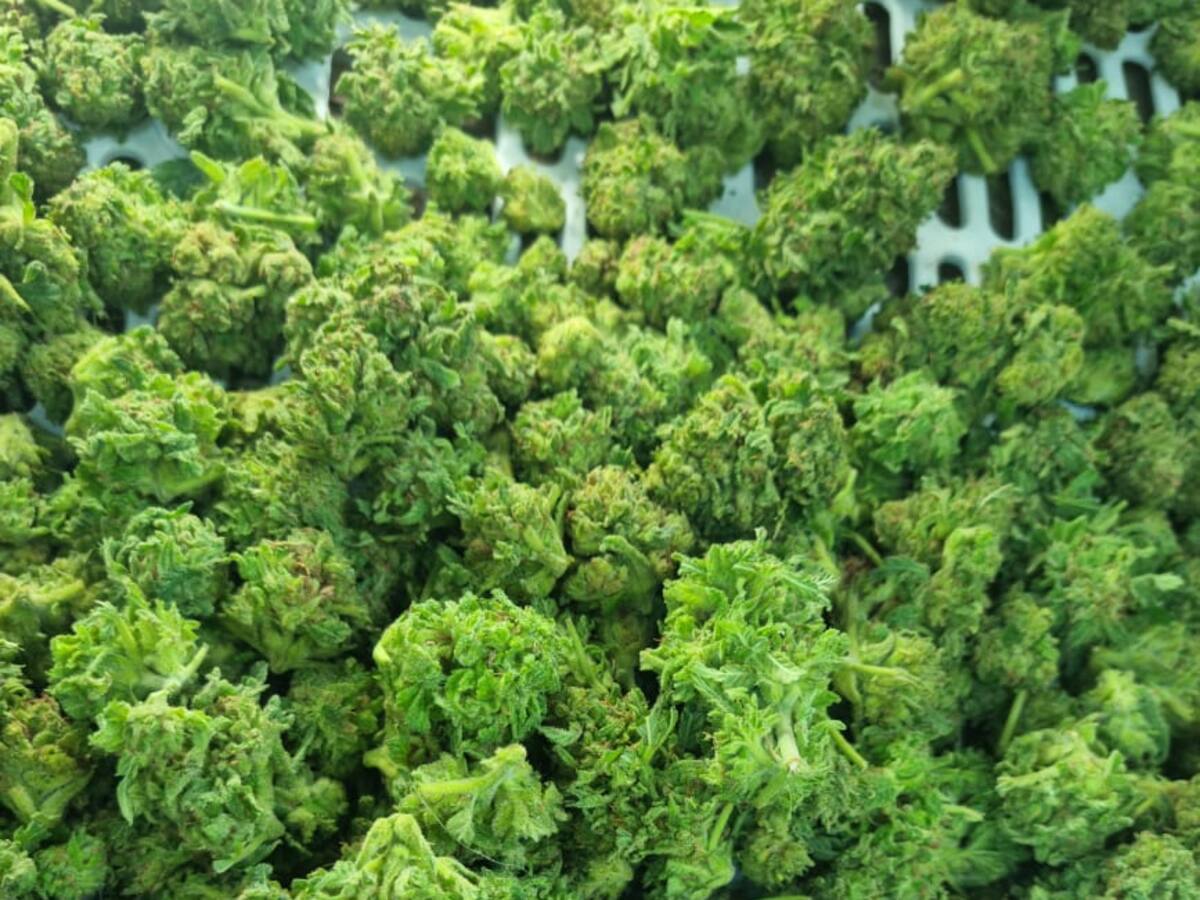 ¿En Quindío, cómo funciona el dispensario de venta legal de cannabis en flor del país?