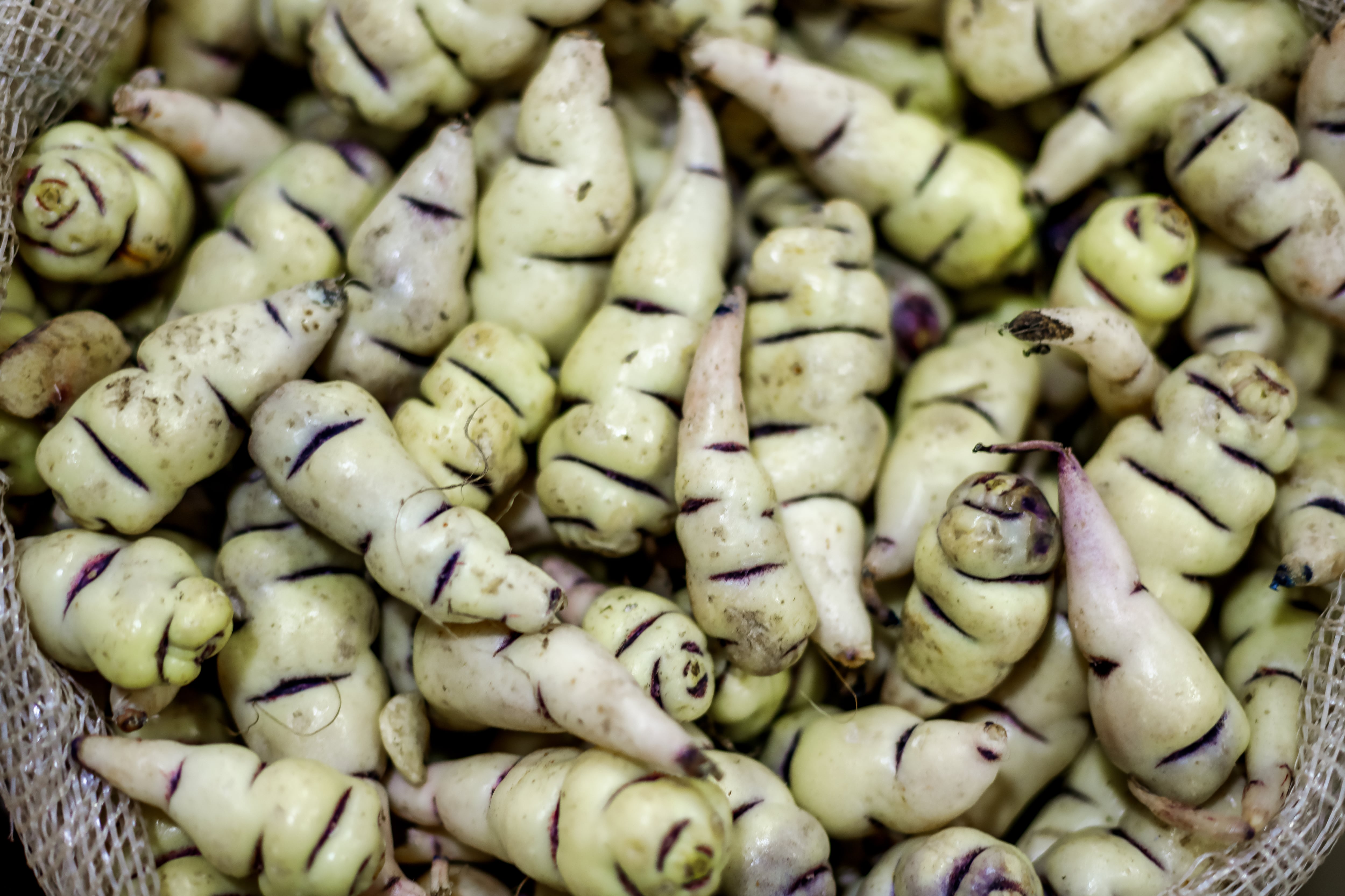 Cubio (Getty Images)