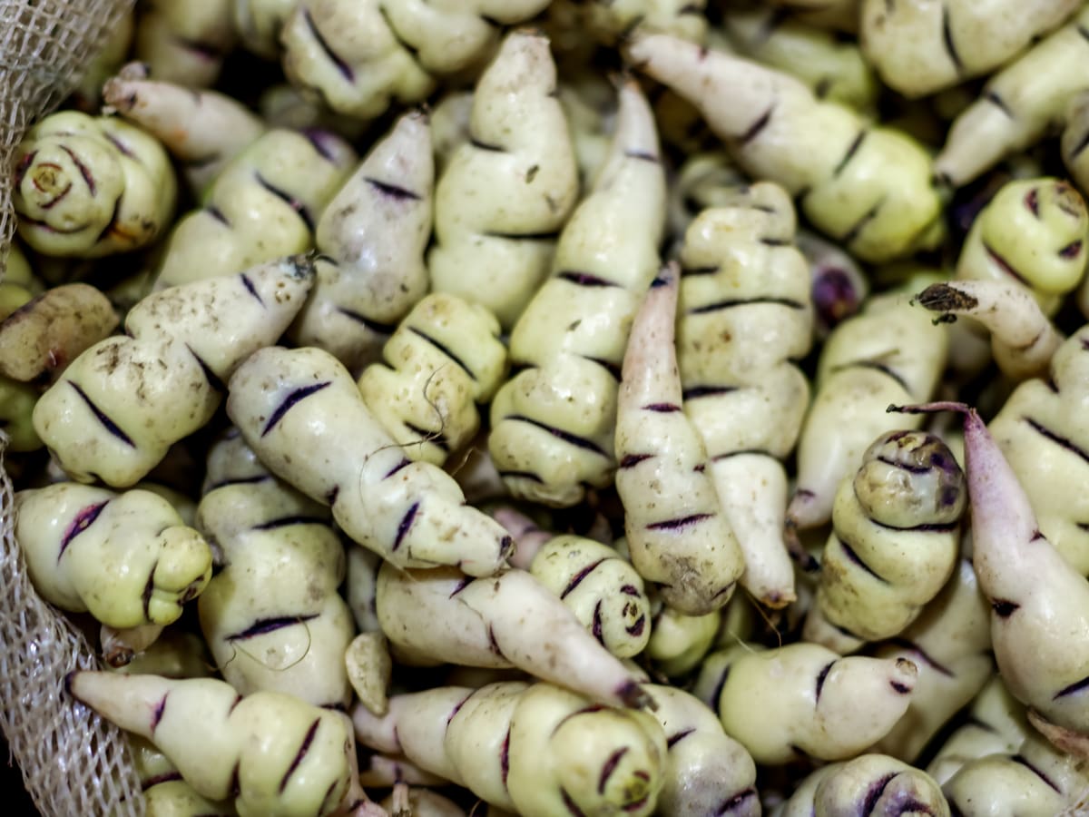 ¿Qué es el cubio y para qué sirve? Es cultivado en 4 departamentos de Colombia y este es su sabor