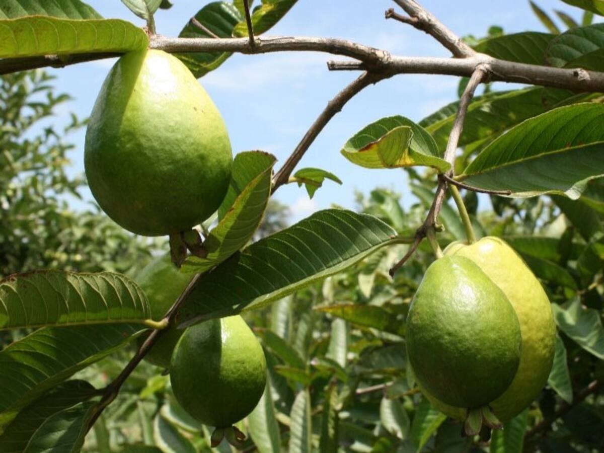 En Pitalito se implementarán sistemas silvopastoriles en zona rural del municipio