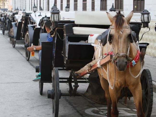 Polémica por millonaria indemnización que piden cocheros en Cartagena por dejar de usar caballos