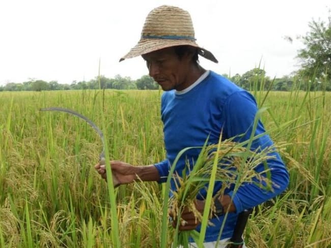 Arroceros de Santander se unen al paro nacional programado el día de mañana