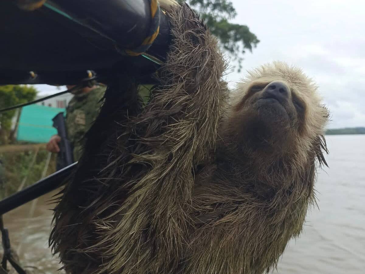 Recuperan especies en vía de extinción