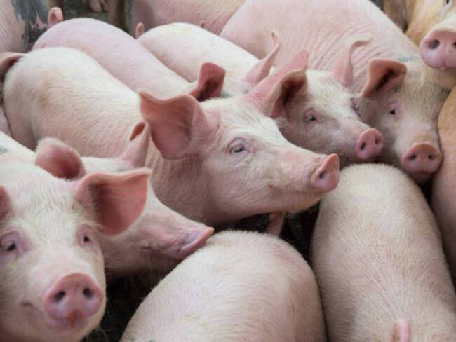 Más de 500 productores del Huila, Caquetá, tienen perdidas. Foto Redes Sociales.