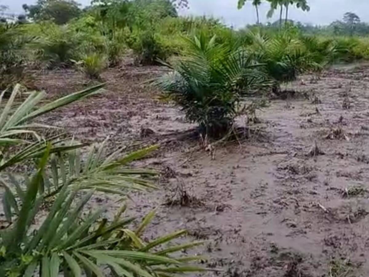 La creciente del río Sogamoso generó pérdidas de más de 20.000 matas de yuca
