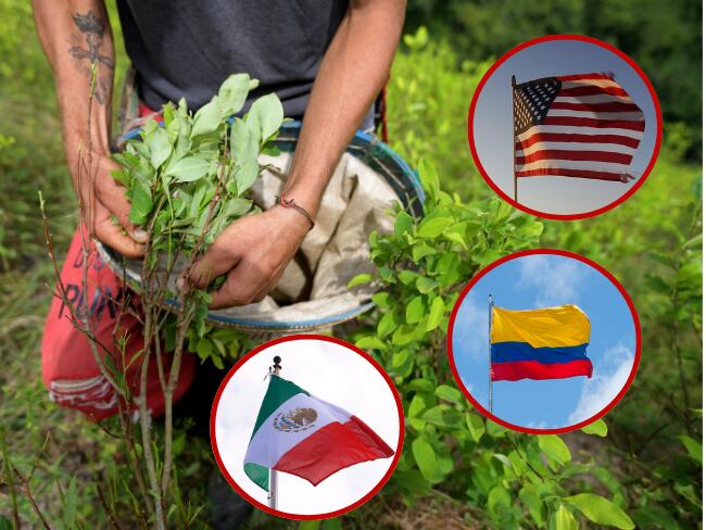 Cultivo y recolección de hoja de coca. En los círculos las banderas de Estados Unidos, Colombia y México.

(Foto: Getty / Caracol Radio)