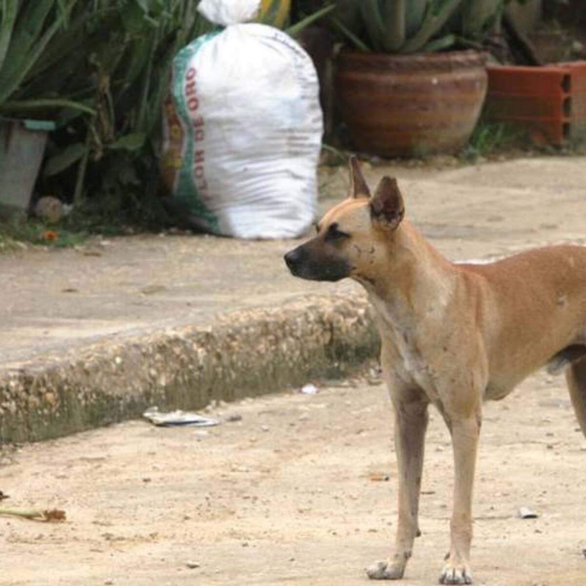 Cuidado de perros y gatos, un tema de reflexión del Hay Festival en Cartagena