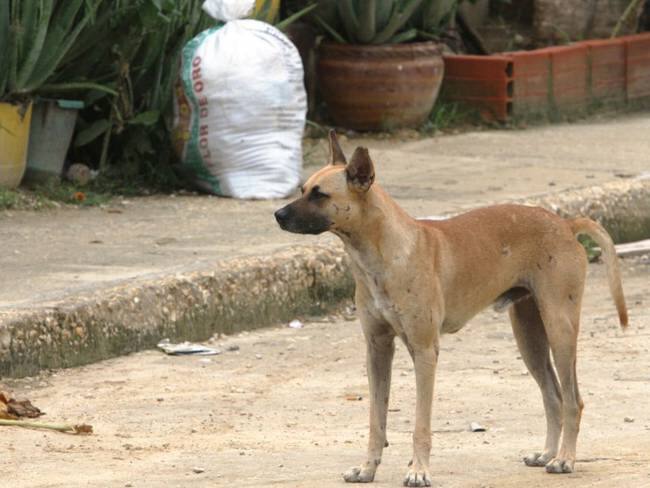 Cuidado de perros y gatos, un tema de reflexión del Hay Festival en Cartagena