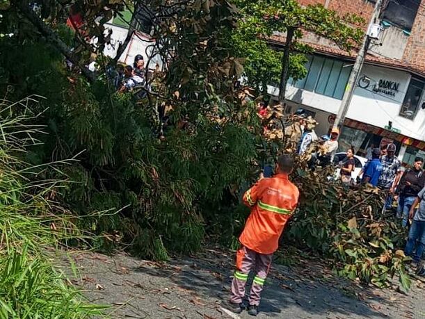 Árbol caído en Medellín - foto Dagrd