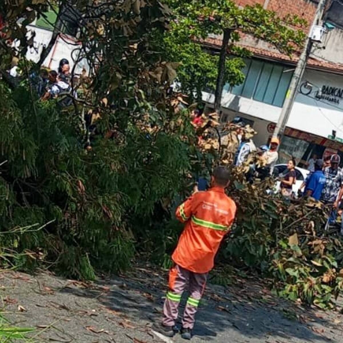 ¿Cuántos árboles deben talarse de manera urgente en Medellín por riesgo de colapso?