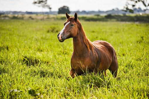 Caballo. Foto: Getty