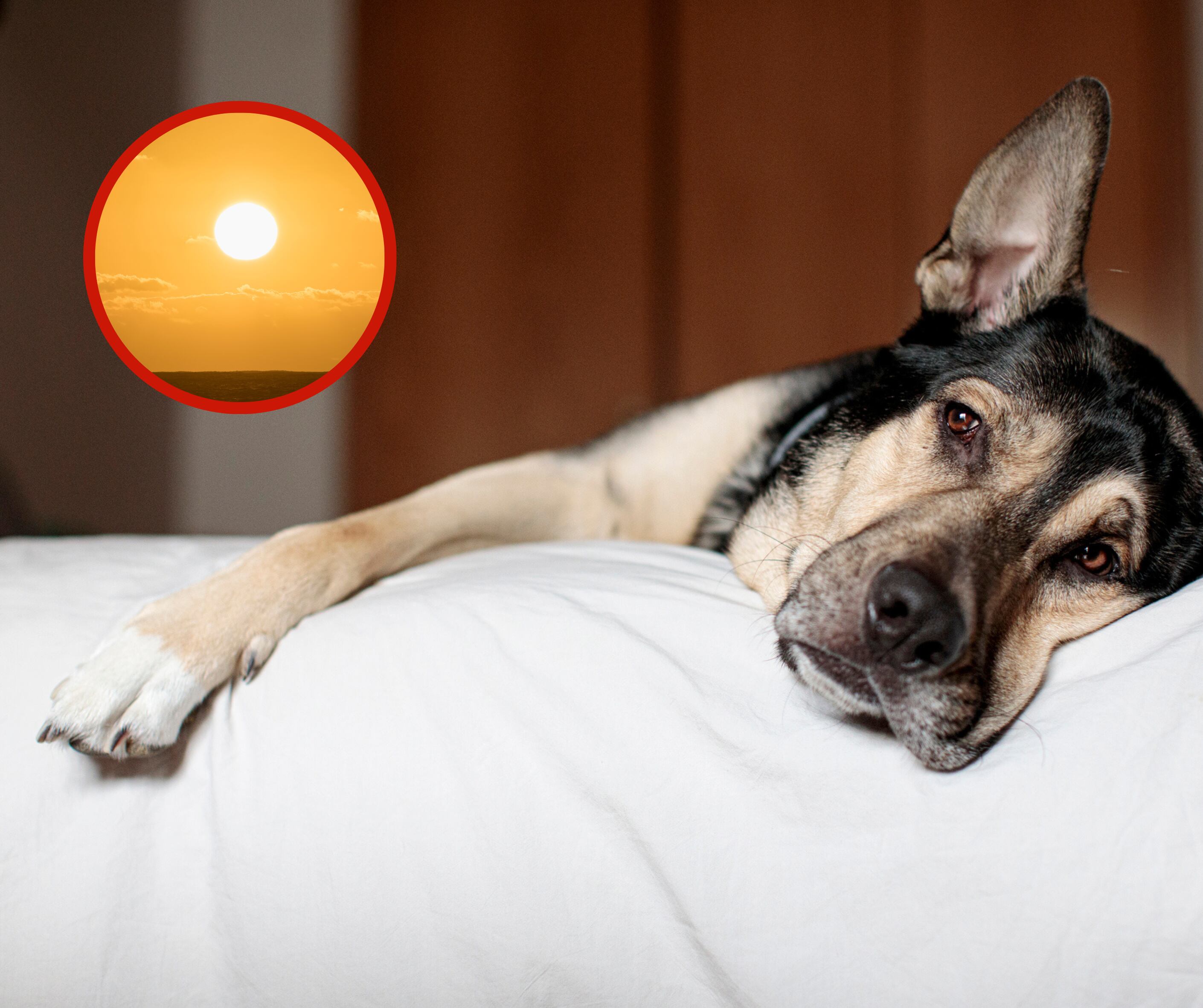 Perro con síntomas de debilidad junto a un paisaje con un Sol (Getty Images)