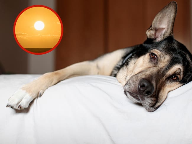 Perro con síntomas de debilidad junto a un paisaje con un Sol (Getty Images)