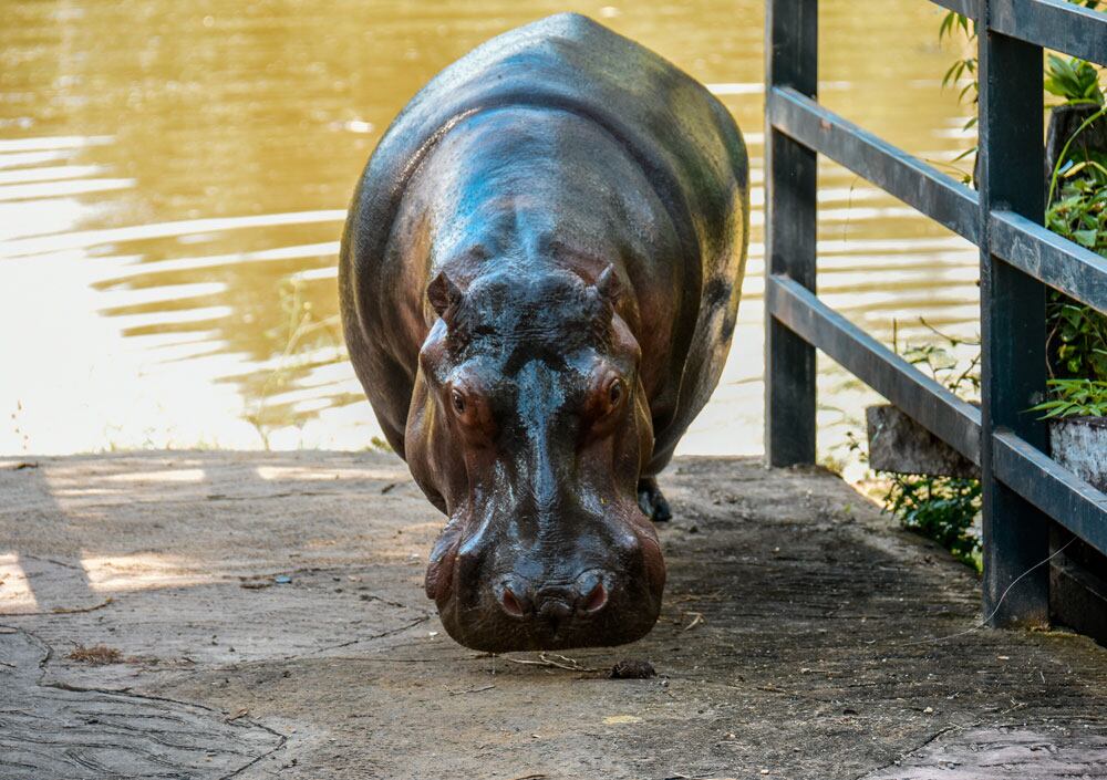 Murió Vanessa, la hipopótamo insignia de la Hacienda Nápoles. Foto: Sitio web Hacienda Nápoles