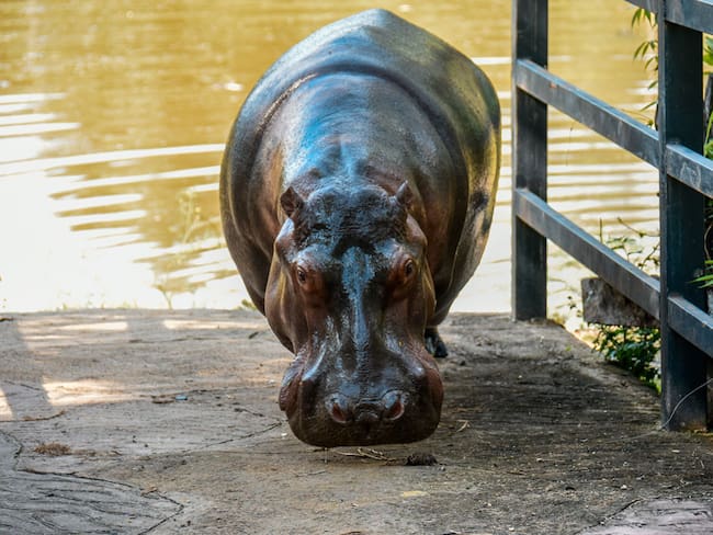 Murió Vanessa, la hipopótamo insignia de la Hacienda Nápoles. Foto: Sitio web Hacienda Nápoles