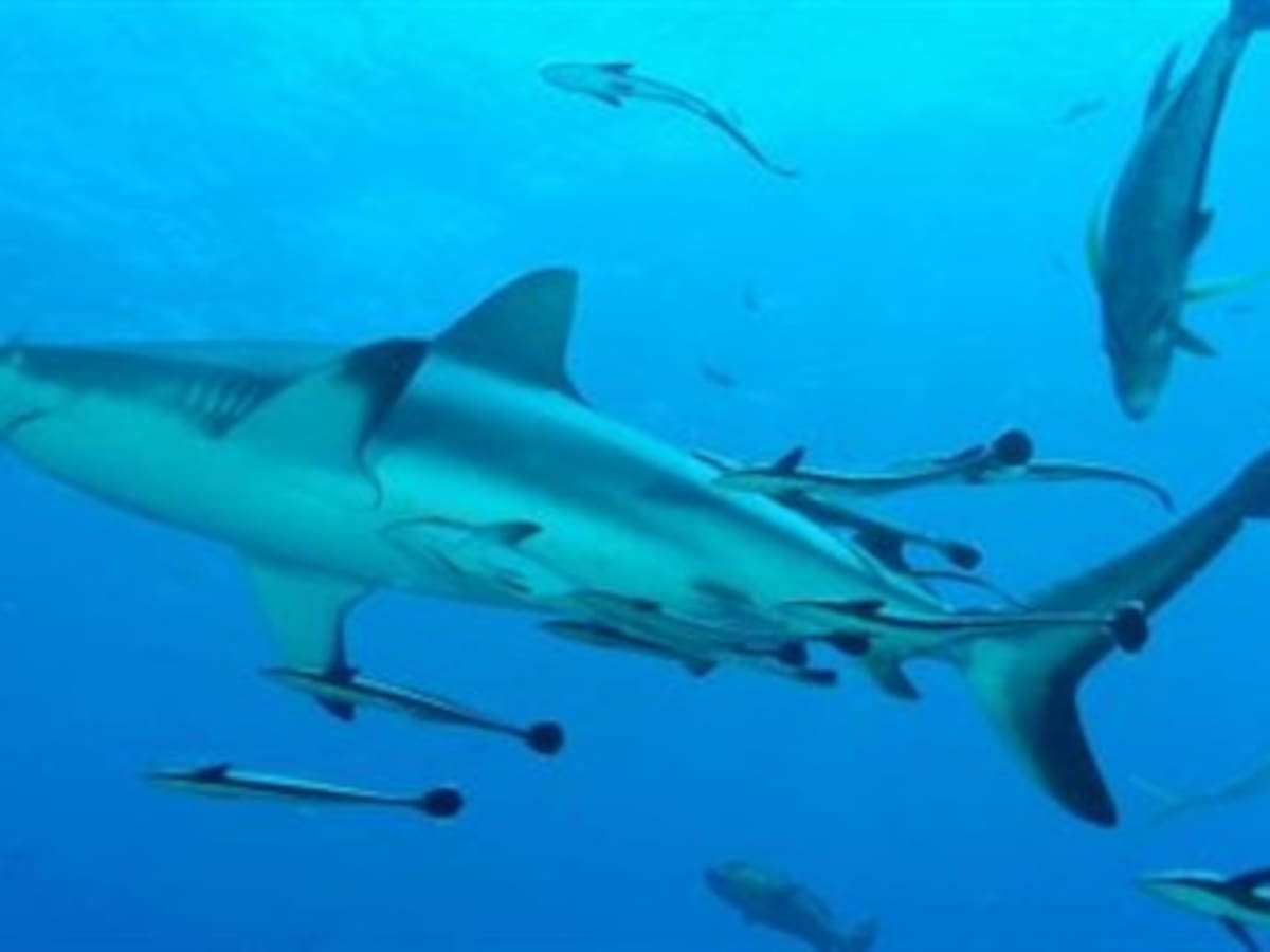 Un frente latinoamericano busca apoyos en la CITES para proteger tiburones