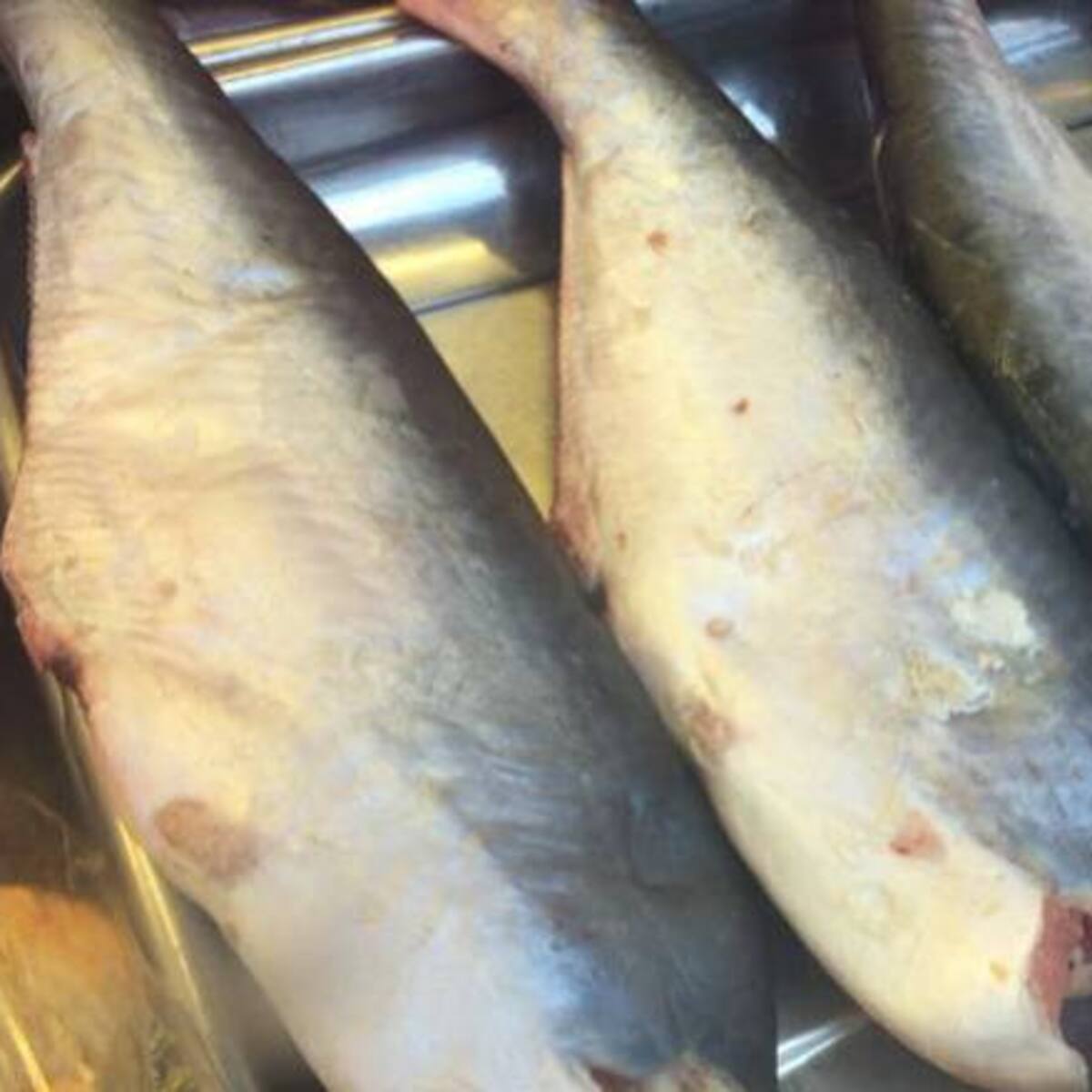 Alerta por venta de pescado en malas condiciones