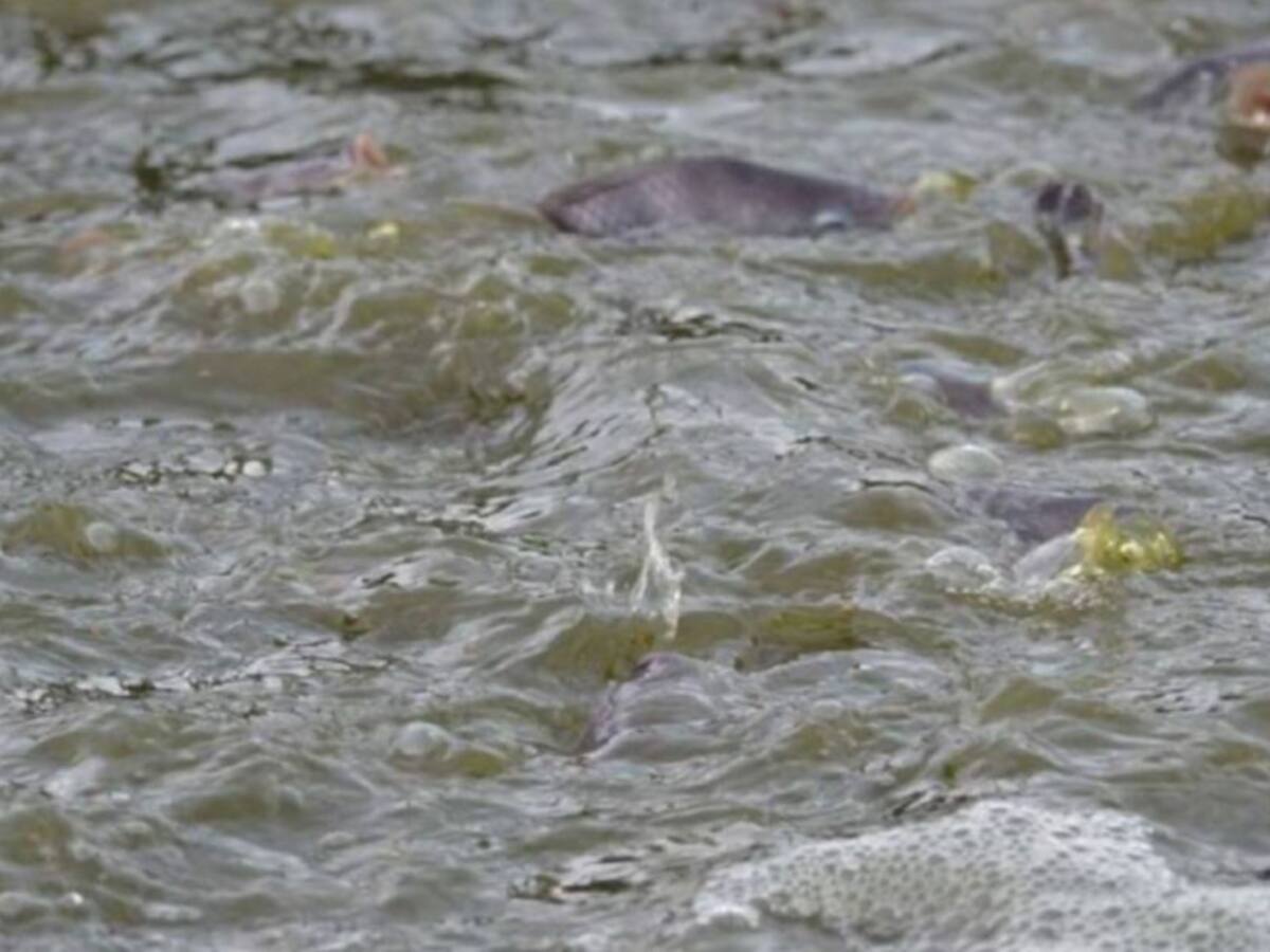Aprobado en el Congreso el proyecto de Apoyo a pescadores en tiempo de veda