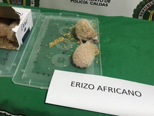 Un hombre fue capturado por transportar cuatro erizos africanos