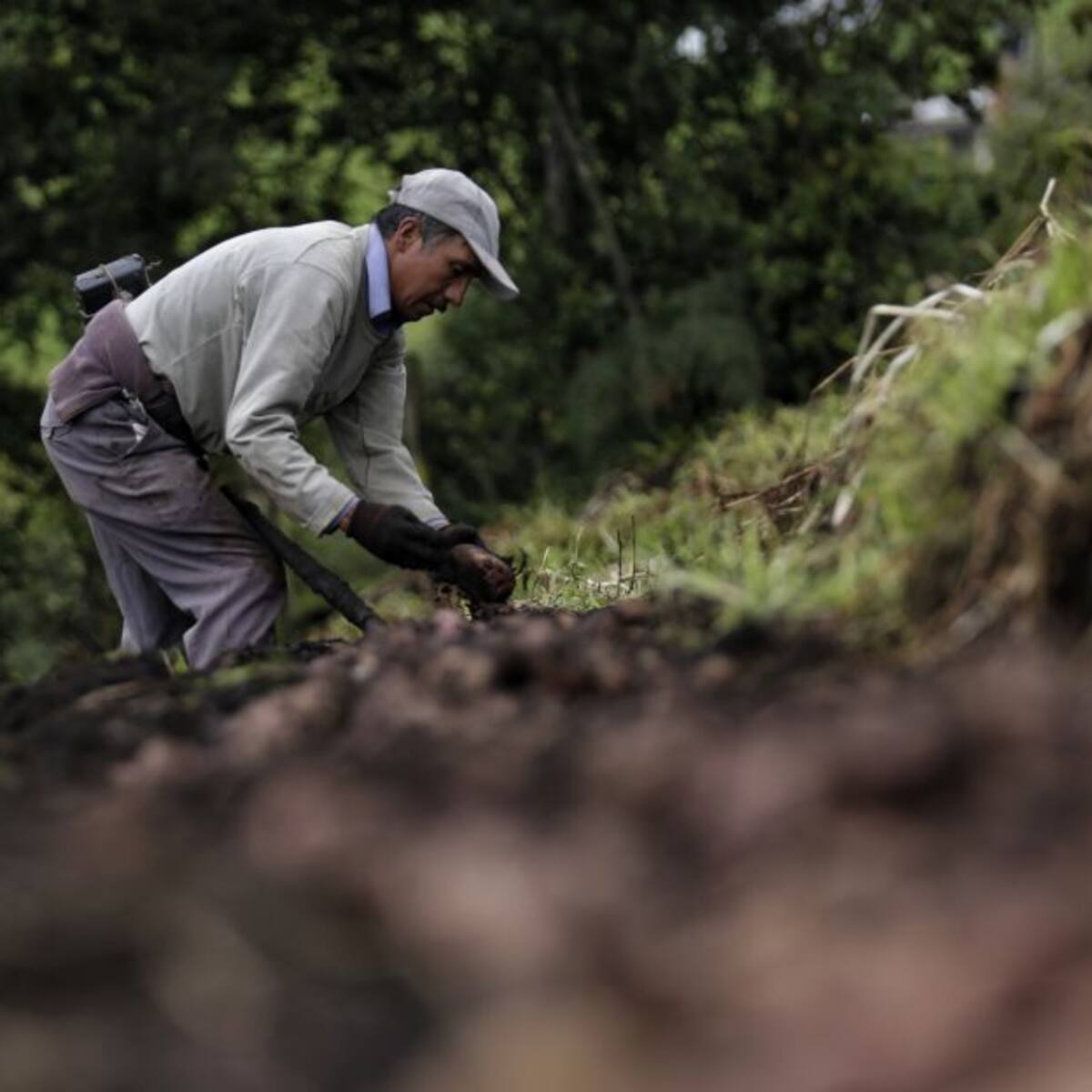 Dignidades Agropecuarias envían carta abierta a MinAgricultura