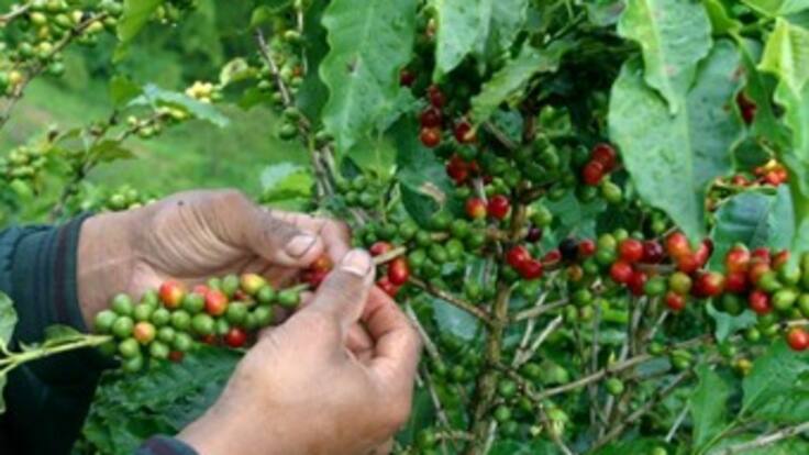 Cafeteros en Antioquia apoyarían paro agrario