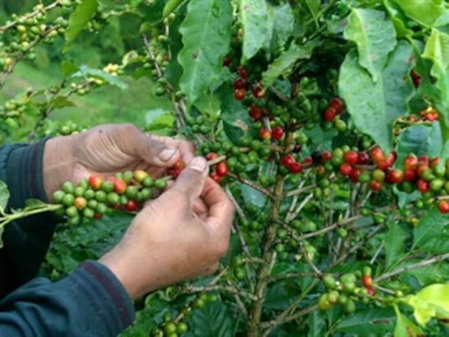 Cafeteros en Antioquia apoyarían paro agrario